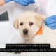 Vaccinarea pentru câini și pisici