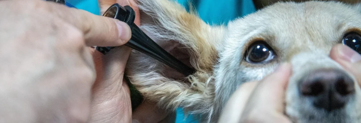 Importanța controalelor veterinare periodice pentru câini și pisici